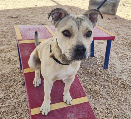 Photo of Simba, adoptable American Pit Bull Terrier in Albuquerque, New Mexico