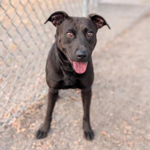 Photo of Auburn, adoptable Labrador Retriever in Conroe, Texas