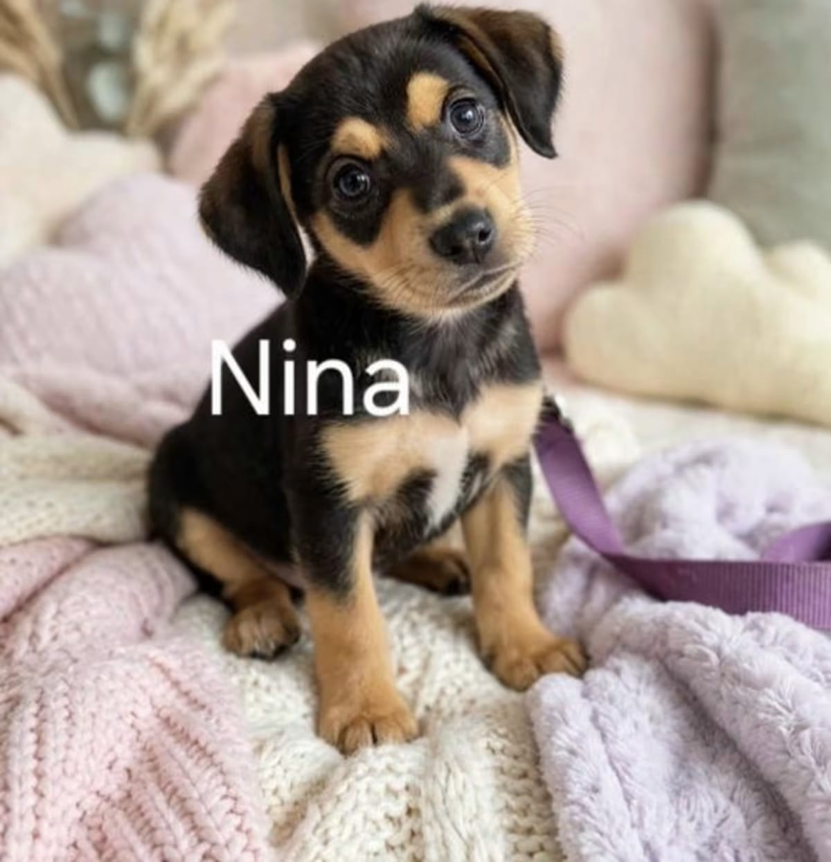 Photo of Nina, adoptable Labrador Retriever/Australian Cattle Dog in Elkton, Maryland