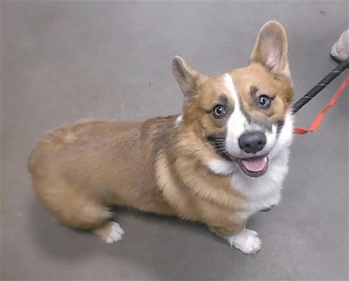 Photo of Mochi, adoptable Pembroke Welsh Corgi in Phoenix, Arizona