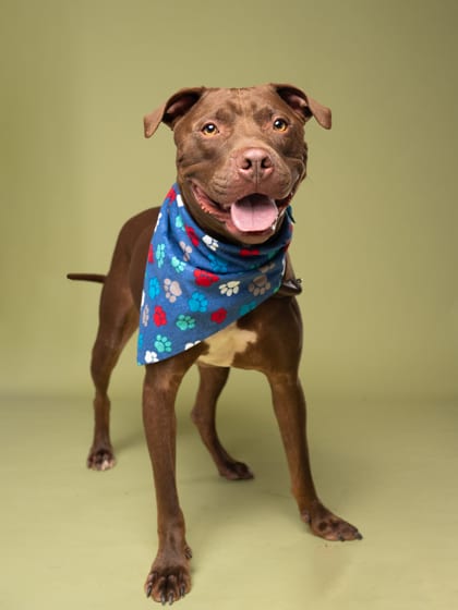 Photo of Heath Bar, adoptable dog in Atlanta, Georgia