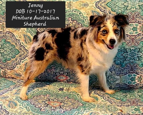 Photo of Jenny, adoptable Australian Shepherd in York, South Carolina
