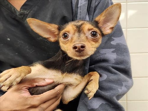 Photo of Peanut, adoptable Chihuahua in Van Nuys, California