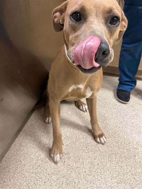 Photo of Maple, adoptable Pit Bull Terrier in Riverside, California