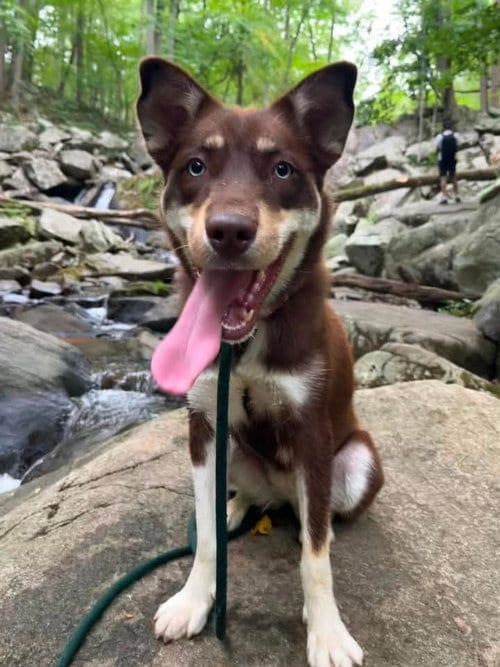 Photo of Nani Athens, adoptable Husky in Rockaway, New Jersey