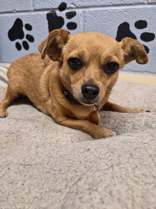 Photo of Sunny, adoptable Chihuahua in Amarillo, Texas