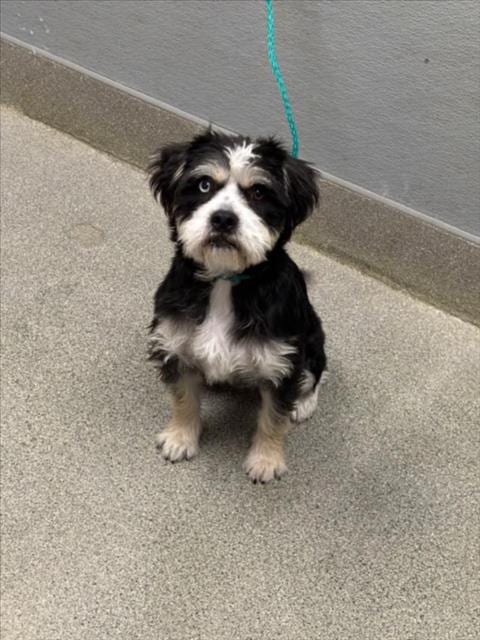 Photo of Anna, adoptable Maltese in Las Vegas, Nevada