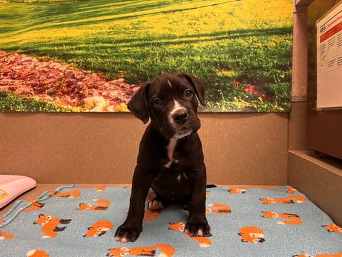 Photo of Wednesday, adoptable Pit Bull Terrier in Moreno Valley, California