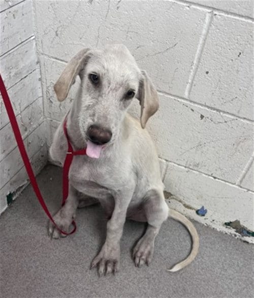 Photo of Proto, adoptable Labrador Retriever in San Bernardino, California