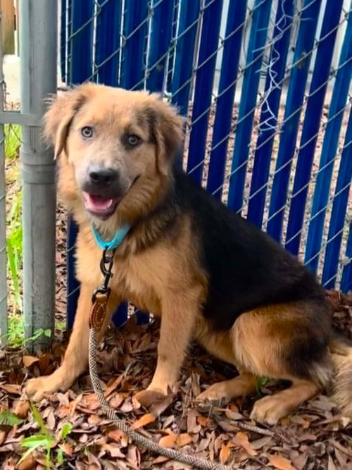 Photo of Winona, adoptable Shepherd in Holly Springs, North Carolina