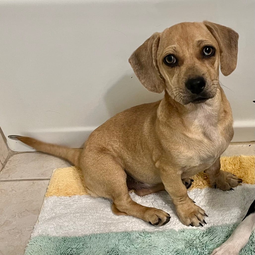 Photo of Twinkie, adoptable Dachshund, Standard Smooth Haired in Oceanside, California