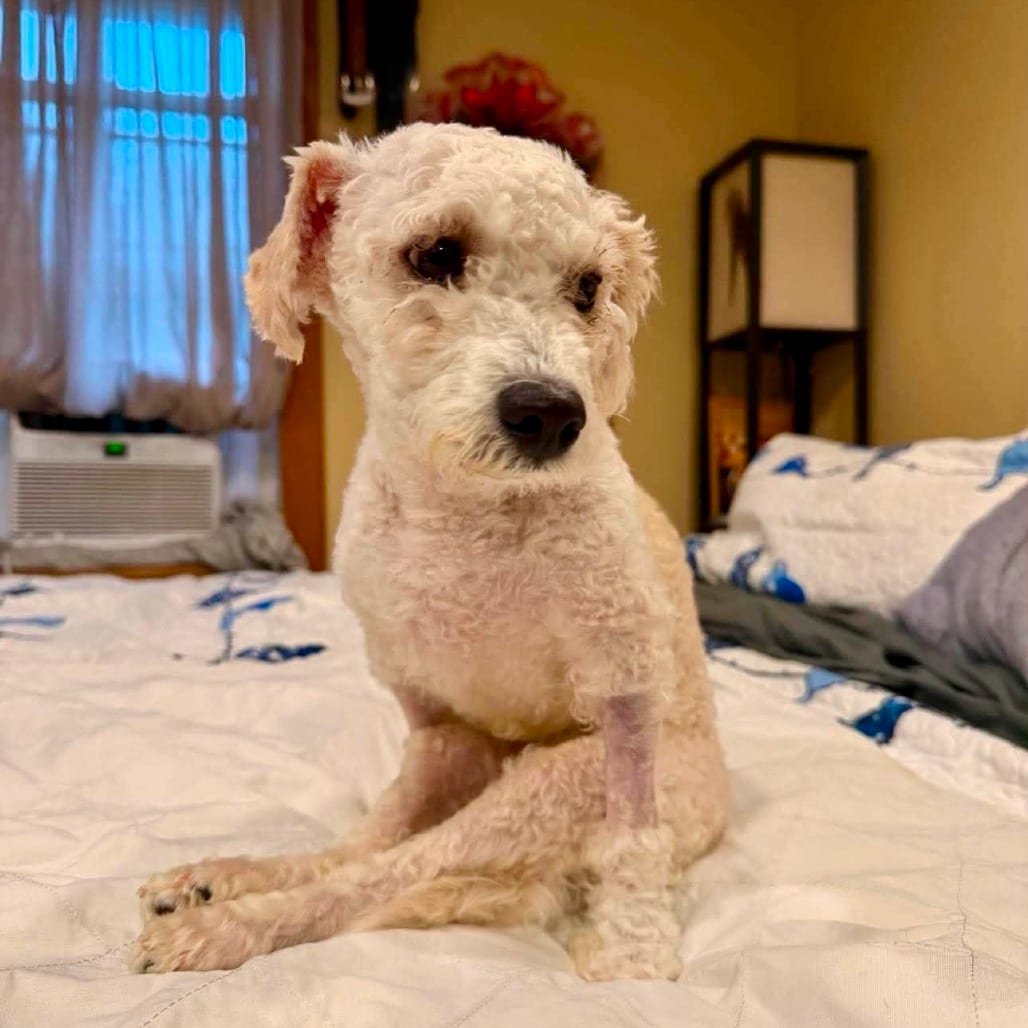 Photo of Scoutaloo, adoptable Mixed Breed (Small) in Whitestone, New York