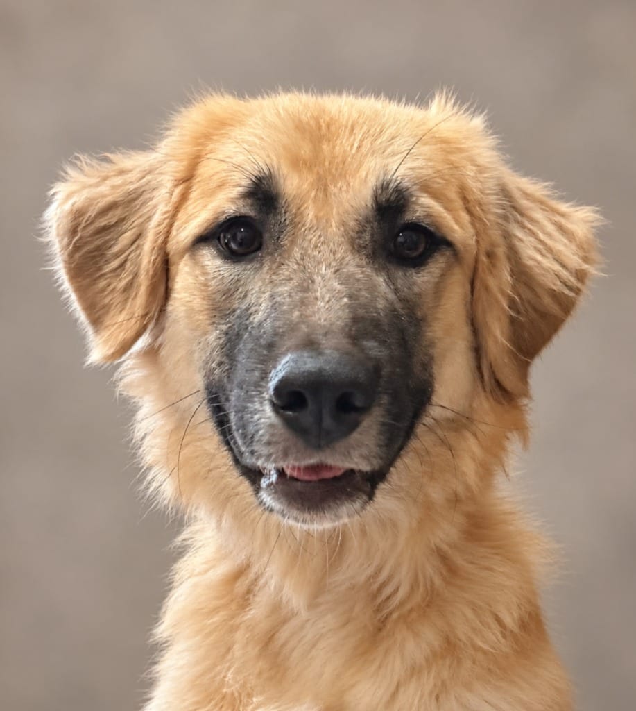 Photo of Lexus, adoptable Anatolian Shepherd in Crossville, Tennessee