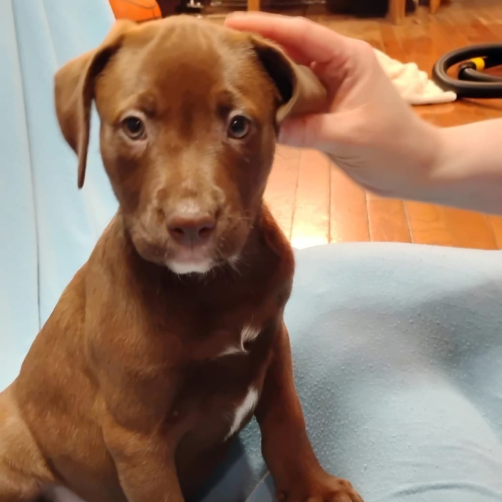 Photo of Marshall, adoptable Mixed Breed (Medium) in DeKalb, Illinois