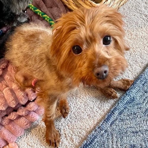 Photo of Tiny Tim, adoptable Poodle (Miniature) in Spring Lake, North Carolina