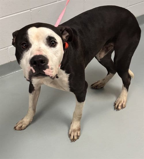 Photo of Marco, adoptable Pit Bull Terrier in St. Cloud, Florida