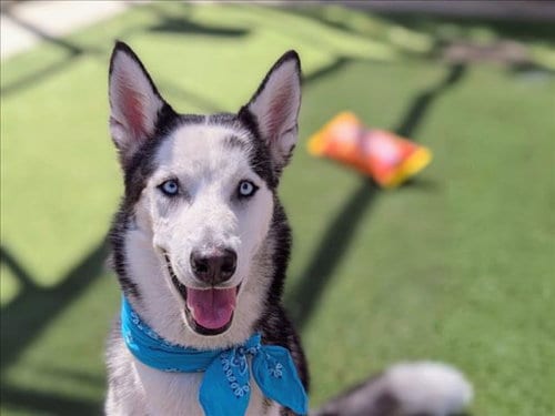 Photo of Apollo, adoptable Siberian Husky in San Pedro, California