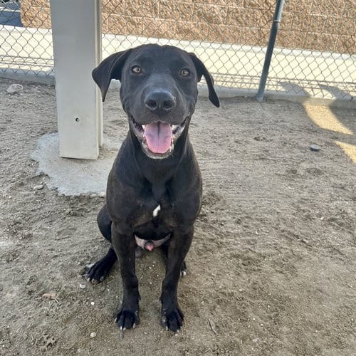 Photo of Comet, adoptable Labrador Retriever in Thousand Palms, California