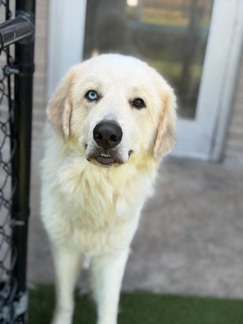 Photo of Jacob, adoptable Great Pyrenees in Dallas, Texas