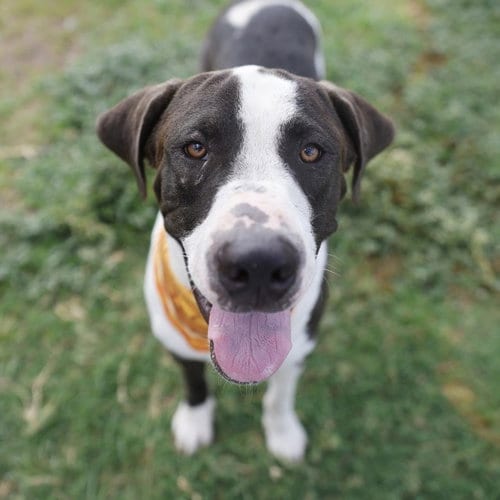 Photo of Diesel, adoptable Plott Hound in San Antonio, Texas