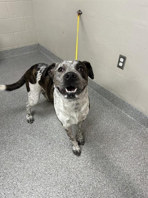Photo of Chico, adoptable American Pit Bull Terrier in Pasadena, Texas