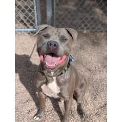 Photo of Shadow, adoptable American Staffordshire Terrier in Loveland, Colorado