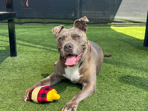 Photo of Tigress, adoptable Pit Bull Terrier in Orange, California