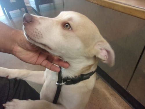 Photo of Blanco, adoptable Husky in Chatsworth, California
