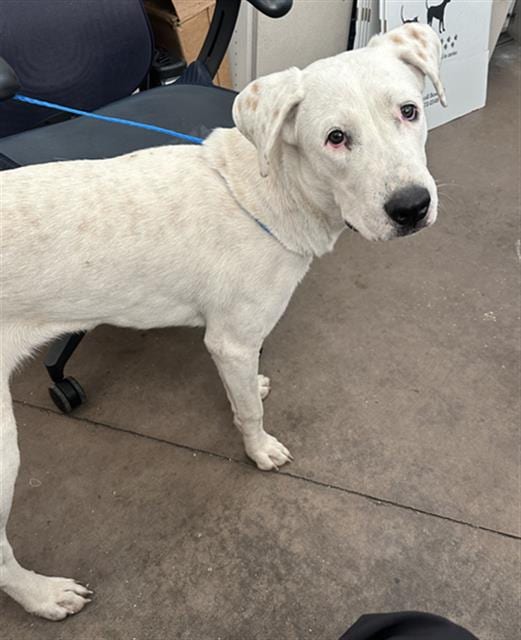 Photo of Lydia, adoptable Mixed Breed