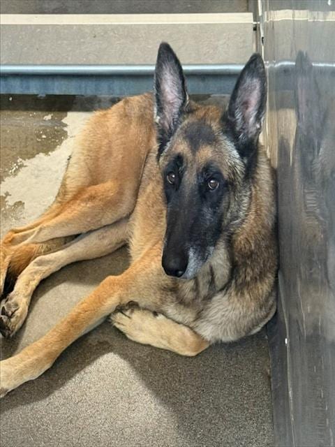 Photo of Maverick, adoptable Belgian Shepherd Malinois in San Bernardino, California
