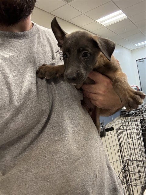 Photo of Colt, adoptable Belgian Shepherd Malinois in Miami, Florida