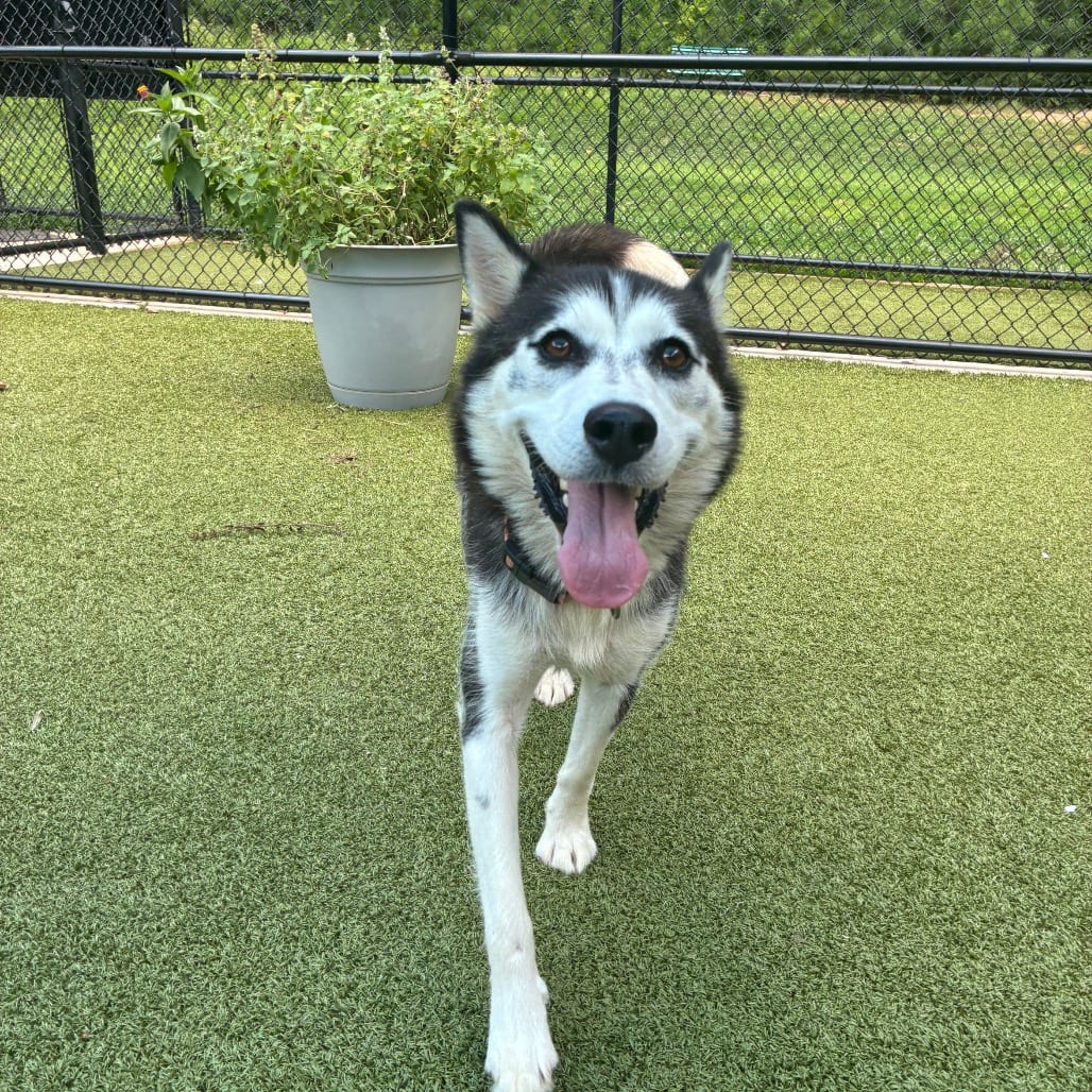 Photo of Wandering Star, adoptable Husky in Greensboro, North Carolina