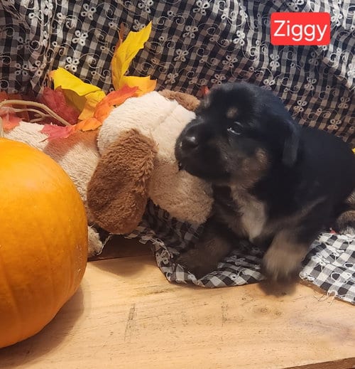 Photo of Puppy Ziggy, adoptable Dachshund in Los Angeles, California