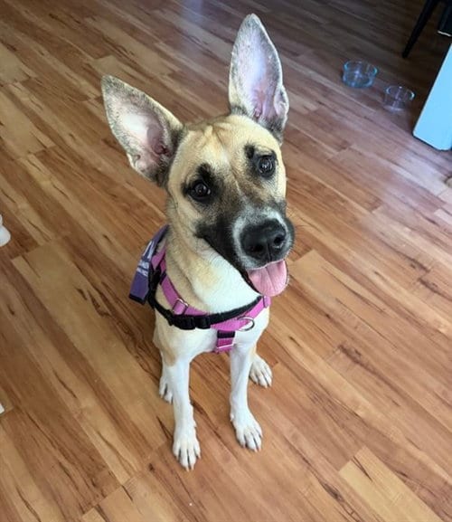 Photo of Brandine, adoptable German Shepherd Dog in Sacramento, California