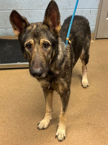 Photo of Rocky, adoptable dog in Chamblee, Georgia