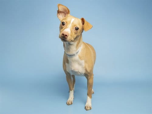 Photo of Carmelita, adoptable Chihuahua in Phoenix, Arizona
