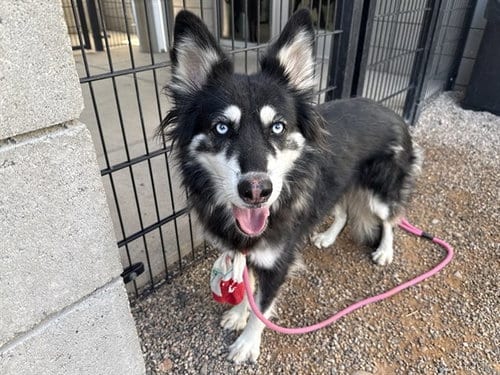 Photo of Chamomile, adoptable Husky in Mesa, Arizona