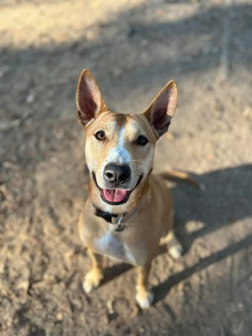 Photo of Desert, adoptable Terrier in San Diego, California