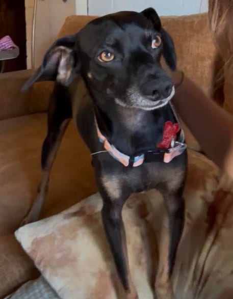 Photo of PeeWee, adoptable Beagle in San Diego, California