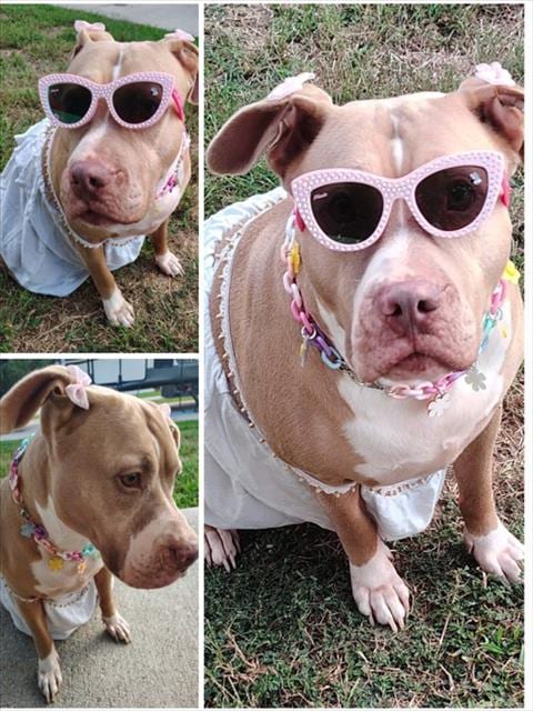 Photo of Lover Girl, adoptable Pit Bull Terrier in Houston, Texas