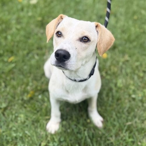 Photo of Sunshine, adoptable Yellow Labrador Retriever in Yardley, Pennsylvania