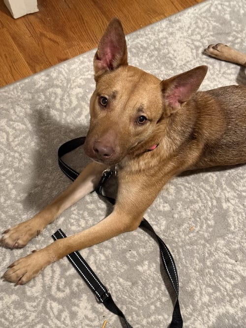 Photo of Hazel, adoptable Labrador Retriever in Plainfield, Illinois