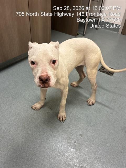 Photo of Ivory, adoptable Boxer in Baytown, Texas