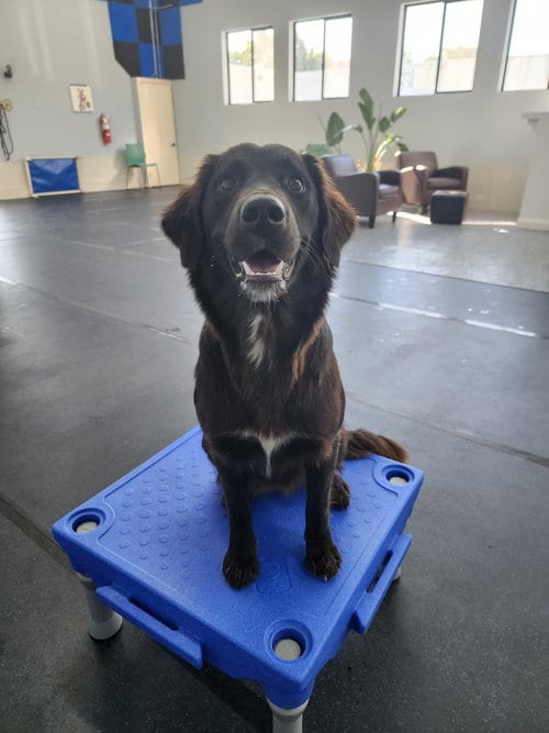 Photo of Bella, adoptable Golden Retriever in Buffalo, Minnesota