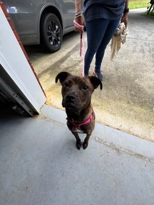 Photo of Butter Bean, adoptable dog in Atlanta, Georgia
