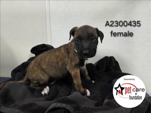 Photo of Boo, adoptable Belgian Shepherd Malinois in Los Angeles, California