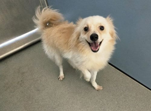 Photo of Barley, adoptable Pomeranian in San Clemente, California