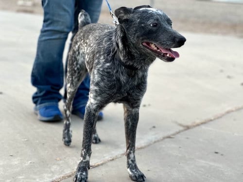 Photo of Bubbles, adoptable Australian Cattle Dog/Blue Heeler in Paso Robles, California