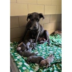 Photo of Momsie, adoptable Cane Corso in Jurupa Valley, California