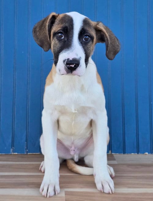 Photo of Scarecrow, adoptable Cattle Dog in Sedalia, Colorado